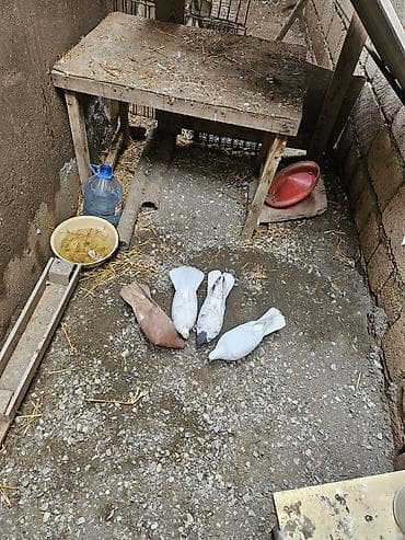 ağ göyərçin: Salam. 4 dənə göyərçindi tam sağlamdılar heçbir xəsdəlikləri yoxdur — 5