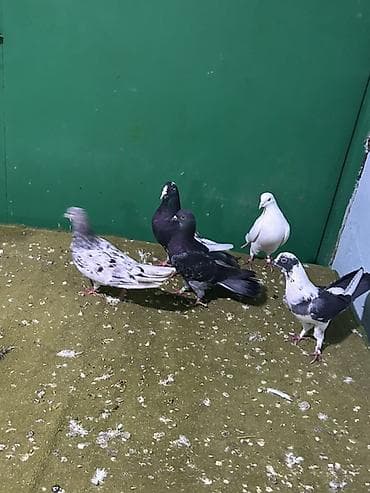 5 dene quwdu 25 m sondu