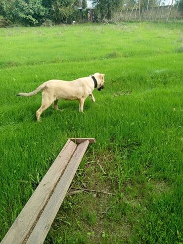 etibarli ellere verilir: Kanqal, 4 ay, Dişi — 2