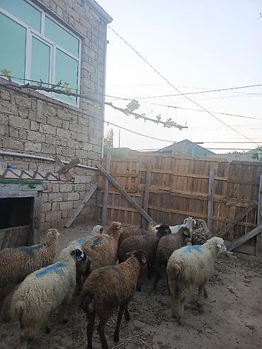 Erkəy quzu satilir