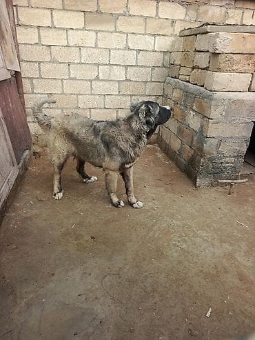 toy pudel satisi: 1 il, Erkek, Peyvəndli, Ödənişli çatdırılma — 9