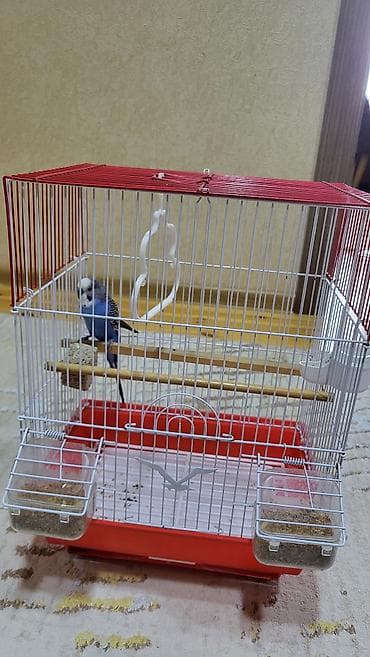 Dalğalı tutuquşu və qəfəs dəsti satılır