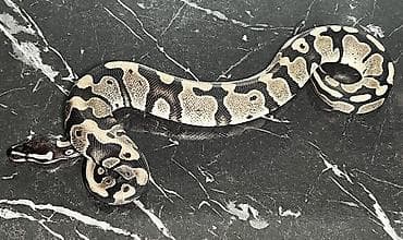 domuz: Мы стремимся соответствовать как минимум уровню российского рынка — 4