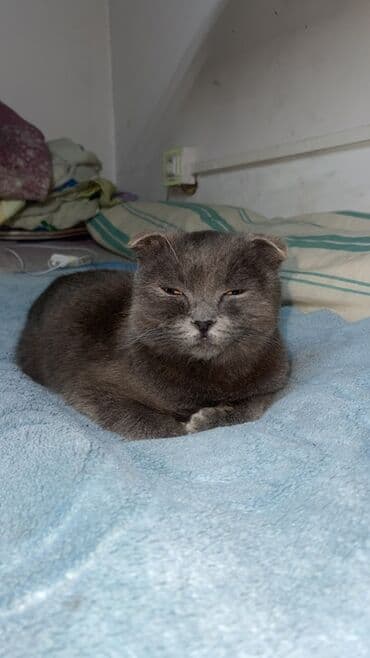 Heyvanlar üçün mallar: Şotland yastı qulaq — 4