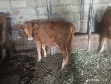 cuce satisi 2020: 2 qarın heyvandi 6 litr südü var sakit sağlam heyvandi balası dişidir — 5