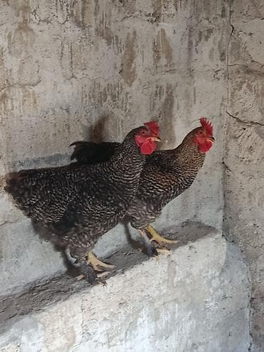cins at: Toyuq, Damazlıq, Ünvandan götürmə — 1