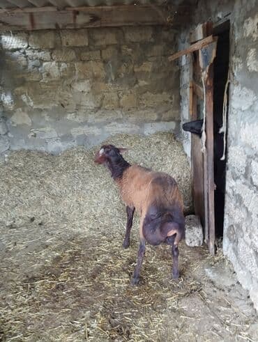 balasına sud verməyən qoyuna nə deyirlər: Qala qoçu 7aylığdı - Tip: qoyun (quyruqlu/yağlı quyruq) - Rəng: tünd — 4