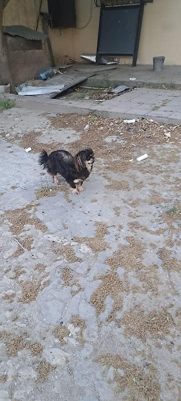bulduk it: Pekines, Erkek — 1