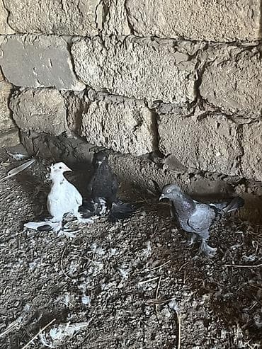pavlin goyərcin: Dekarativ lələkliləri həyət üzü görmüyüblər ancaq qaracda saxlamışam — 1