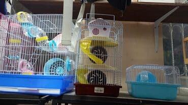 купить клетку для морской свинки: Xamyak və cunqariklər üçün hər növ qəfəslər var. Qəfəslər 15-55 azn — 1