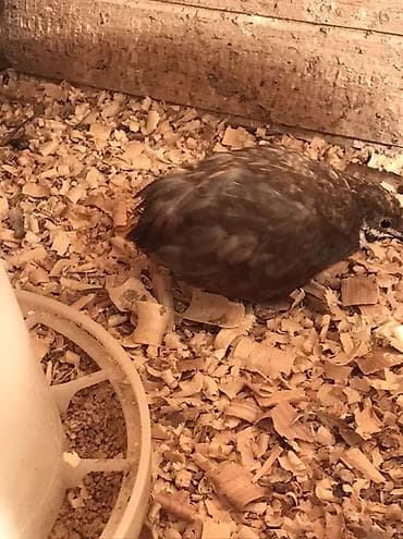 Кошки: Çin boyunlu bıldırcınları (Button quail, Coturnix chinensis) – — 3