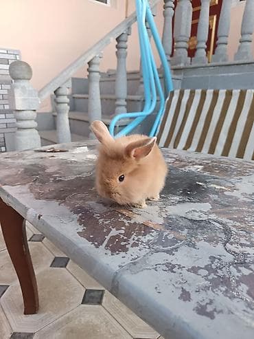 quru corek: Mini lop dovşan ünvan saray polis bölmesi teref - Cins: dekorativ — 4