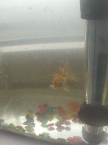 qızıl balıq satışı: Qızıl balıq, Sülhsevər — 3