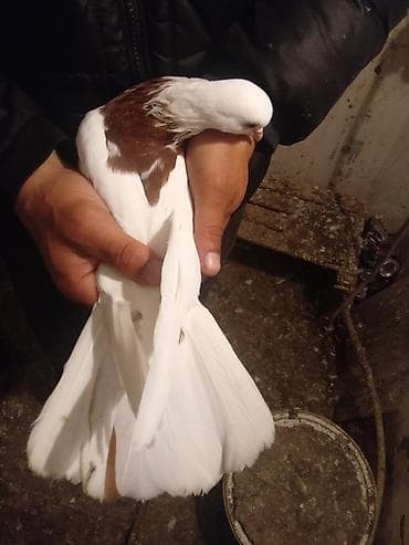 adana göyərçin: Salam.ikiside tutulmadir.biri 10manat.biri ayaginda uzuylu tutulub — 1