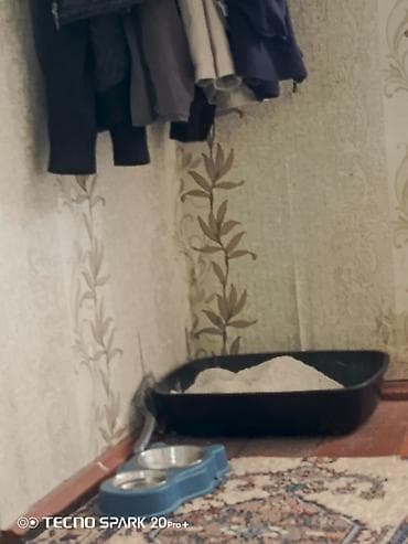 Pişiy satilir tam saqlam heyvandi erkyedi alan adama yemi su qabsi ve
