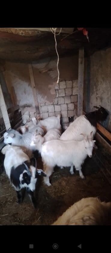 Сельхоз птицы: Самка, лет: 1, 23 кг, Для мяса, Самовывоз — 1