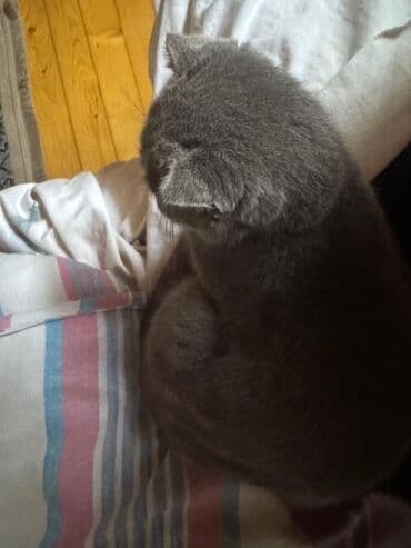 вислоухий кот цена: Şotland yastı qulaq, Yaxşı əllərə — 3