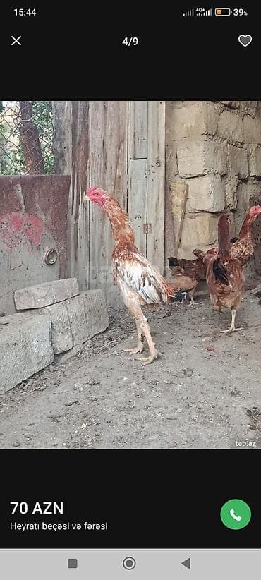 naxcivan heyvan elanlari: Heyrati beçəsi və fərəsi - Növ: Heyrati (döyüş/tovuz tipli uzunboylu — 1