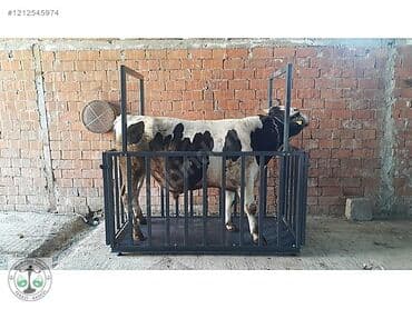 paltaryuyan temiri: Tərəzilər her nov terezi ve transpaletlerin temiri satışı ve servisi — 30