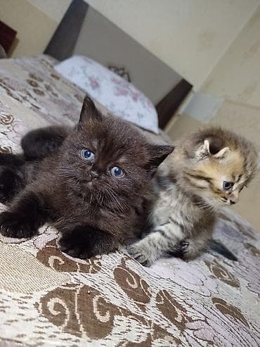 sirin it sekilleri: Yaxşı əllərə — 4