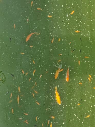 oskar balığı: Koi Yapon Qizil baliqlari. Hovuz seraitinde yasayirlar. Istiye ve — 6