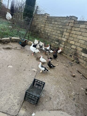 Gəmiricilər: Dişi, | Lal ördək, Damazlıq — 10