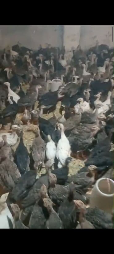 anadolu çoban iti: Məhsul: Hinduşka balaları (pullu satış üçün çoxsaylı sürü. ) — 3