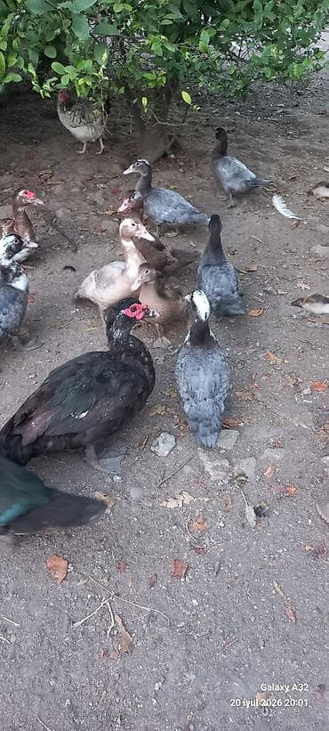 Unvan Lənkəran.3 aylıq Krasnadar lal ördəklər.Tam sağlam və ətlik lalafo.az -da Unvan Lənkəran.3 aylıq Krasnadar lal ördəklər.Tam sağlam və ətlik