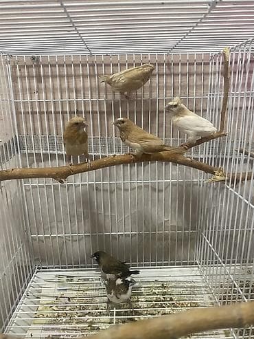 Quşlar: 6 ede quwdu baxa bılmırem dıye satıram 1-15 azn 6sı-70 azn Qefes — 2