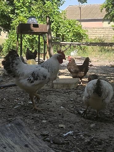 ev pisiyi satisi: Salam gördüyünüz xoruzlar satılır biri adler selebristdi biridə yerli — 3