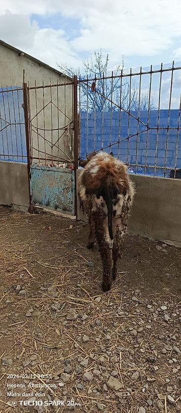Heyvanlar üçün mallar: Tam sağlam öz qapımın heyvanıdı — 4
