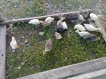 kənd heyvanları: Hinduşka balası 20 günlükdü ana çıxardıb — 2