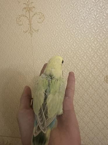 qus sesi: Salam 1 aylığ balalardı.Hamsı tam sağlamdır.Ələ öyrəşdirmək olar — 4