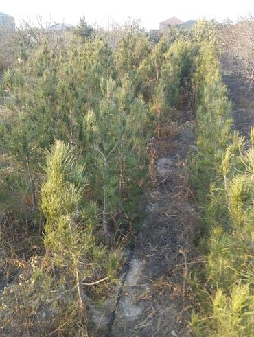 Bıçaqlar: Şam ağacı fidanları - Növ: Şam (iynəyarpaq, həmişəyaşıl) - Təyinat — 12