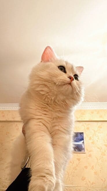 Akvariumlar: Britan, Dişi — 2