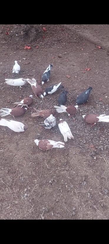 Alfa Romeo: Salam quşlar hamısı tərgidilir 40 ədədi kom 6 azn içində bahalı quşlar — 6