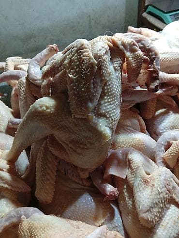 Məhsul: Təmizlənmiş ev toyuqları (bütün) Təsvir: - Tam şəkildə