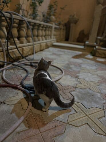 simmental cinsi: Yaxşı əllərə, Ünvandan götürmə — 2