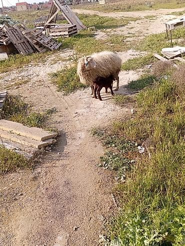 Бараны, овцы: Qoyun ana və 2 quzu dəsti - Cins: yerli qoyun (quzu rəngi — 2