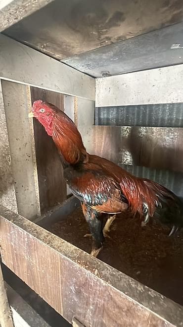 Xoruz, Heyratı, il: <1, Ödənişli çatdırılma, Rayonlara çatdırılma