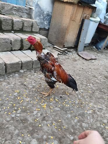 kənd toyuqlarının satışı: Heyratı xoruz döyüş xoruzudur heç bir yenilgisi yoxdur biri 2 yaş — 7