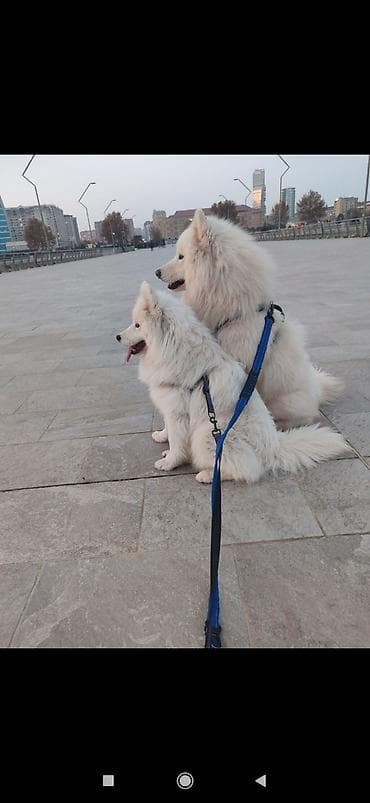 qar qız: Samoyed cinsi balaları satılır erkek dişi var qiymət sondur nəzərinizə — 3