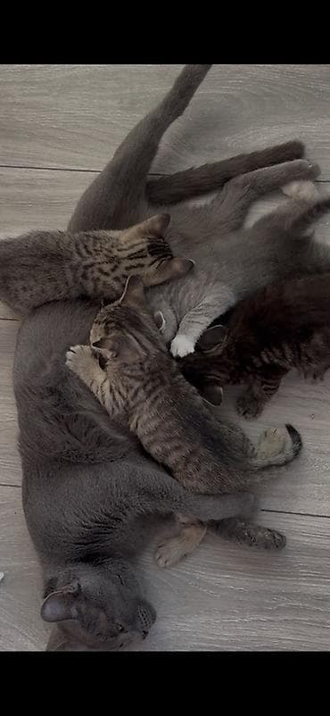 Heyvanlar: Tabbi, Yaxşı əllərə — 2