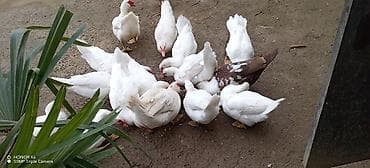 ördey: Musk ördəkləri (indo-ördək) – ağ rəngli sürü - Növ: Musk/indo-ördək - — 6