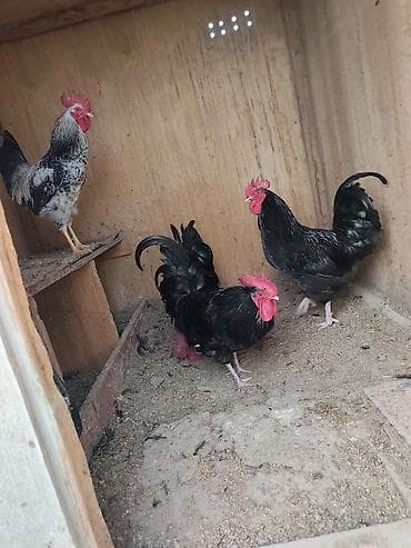 Atlar: Salam cin heyvanlardi atalari avstralop analari serebrist böyük — 5