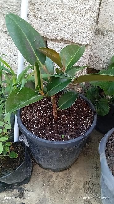 dollar gul: Qum Kauçuku (Ficus elastica) – dekorativ ev bitkisi, qara plastik — 2