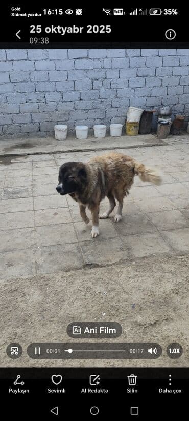 çoban axtarılır: Qafqaz çoban iti — 2