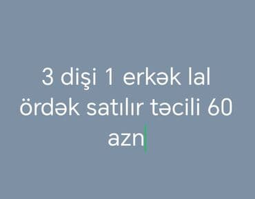 Toyuqlar: Dişi, | Lal ördək, Damazlıq — 1