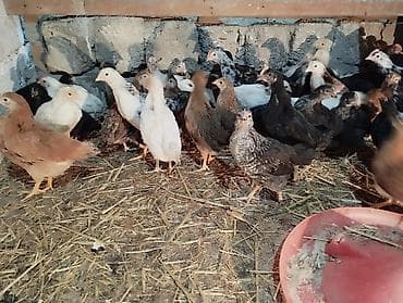 cuce satisi 2019: Toyuq cücələri, Ətlik — 1