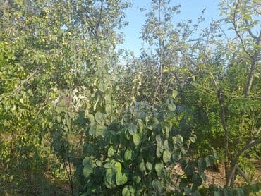 bahar heyət: 2 otaqlı, 8 kv. m, Kredit yoxdur, Təmirsiz — 1